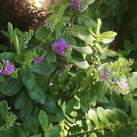 Do Sol Tente de luxe *