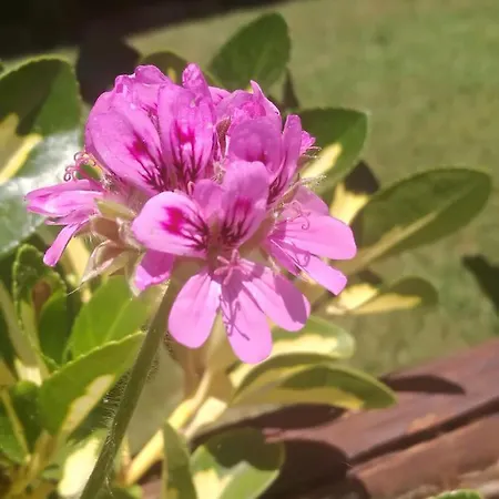 Tente de luxe Do Sol Torres Vedras
