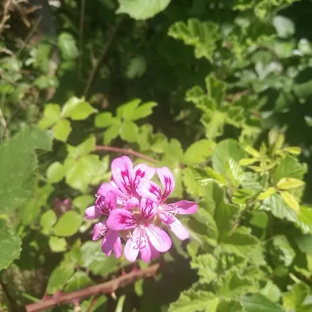 Tente de luxe Do Sol Torres Vedras