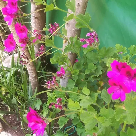 Do Sol Tente de luxe *