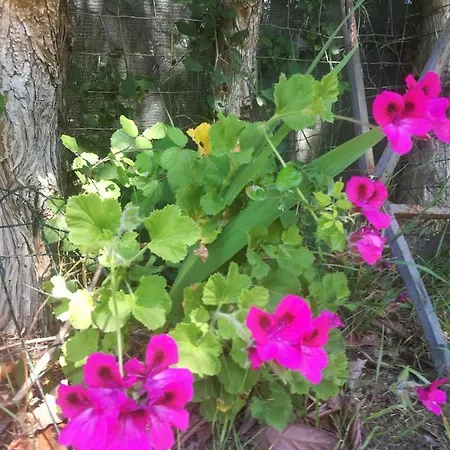 Do Sol Luksustelt Torres Vedras