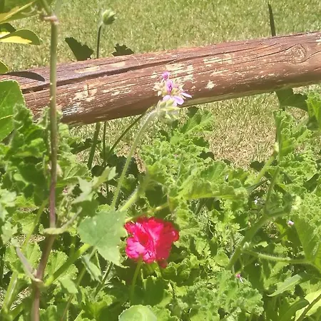 Do Sol * Torres Vedras