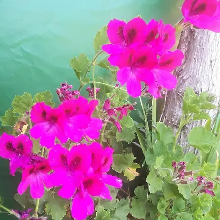 Luksustelt Do Sol Torres Vedras