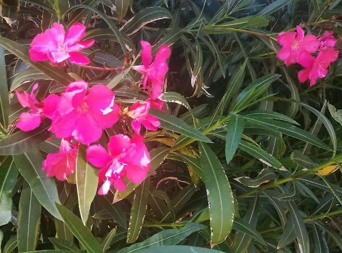 豪华帐篷 Do Sol *