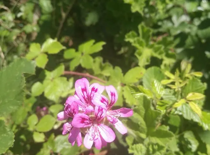 Lyxtält Do Sol Torres Vedras