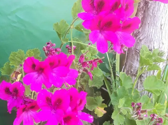 豪华帐篷 Do Sol 托里什韦德拉什